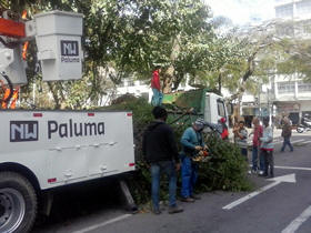funcionrios retiraram ervas de passarinho das rvores - Foto: AsCom PMT